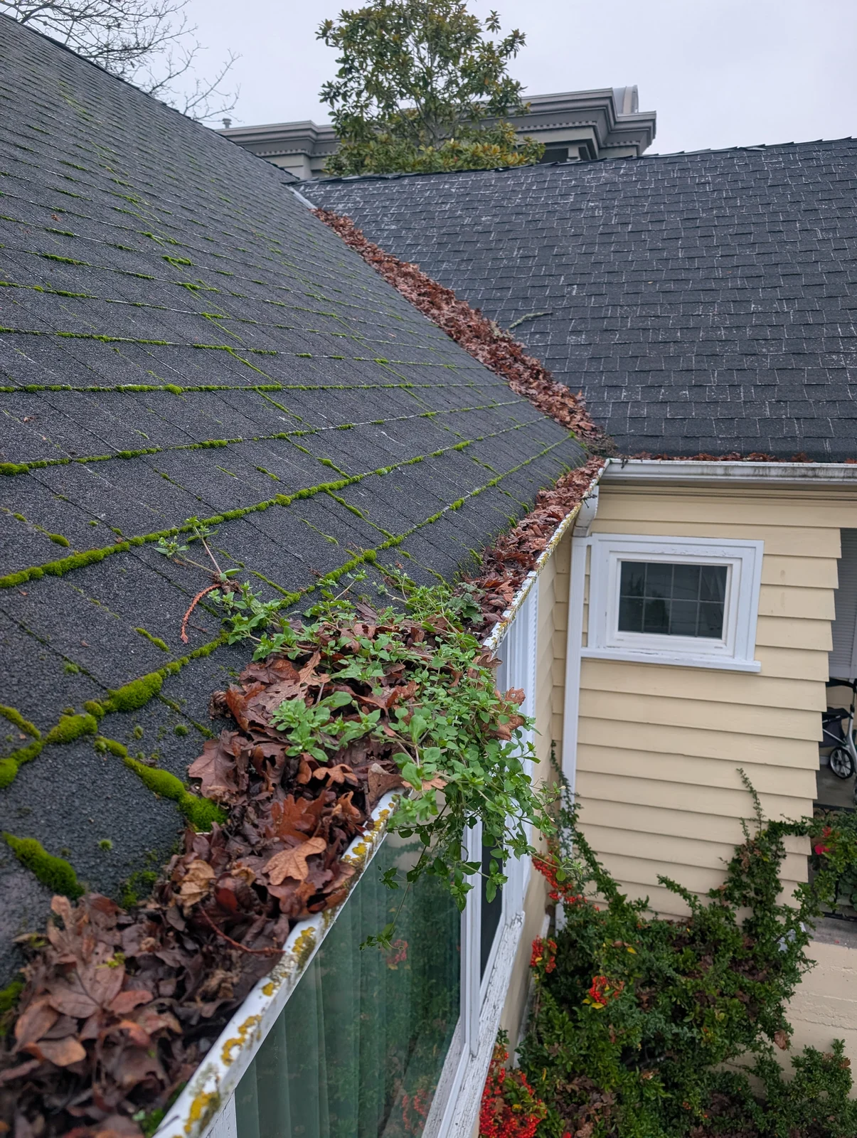 Leaves out. Gutters clear. — before cleaning