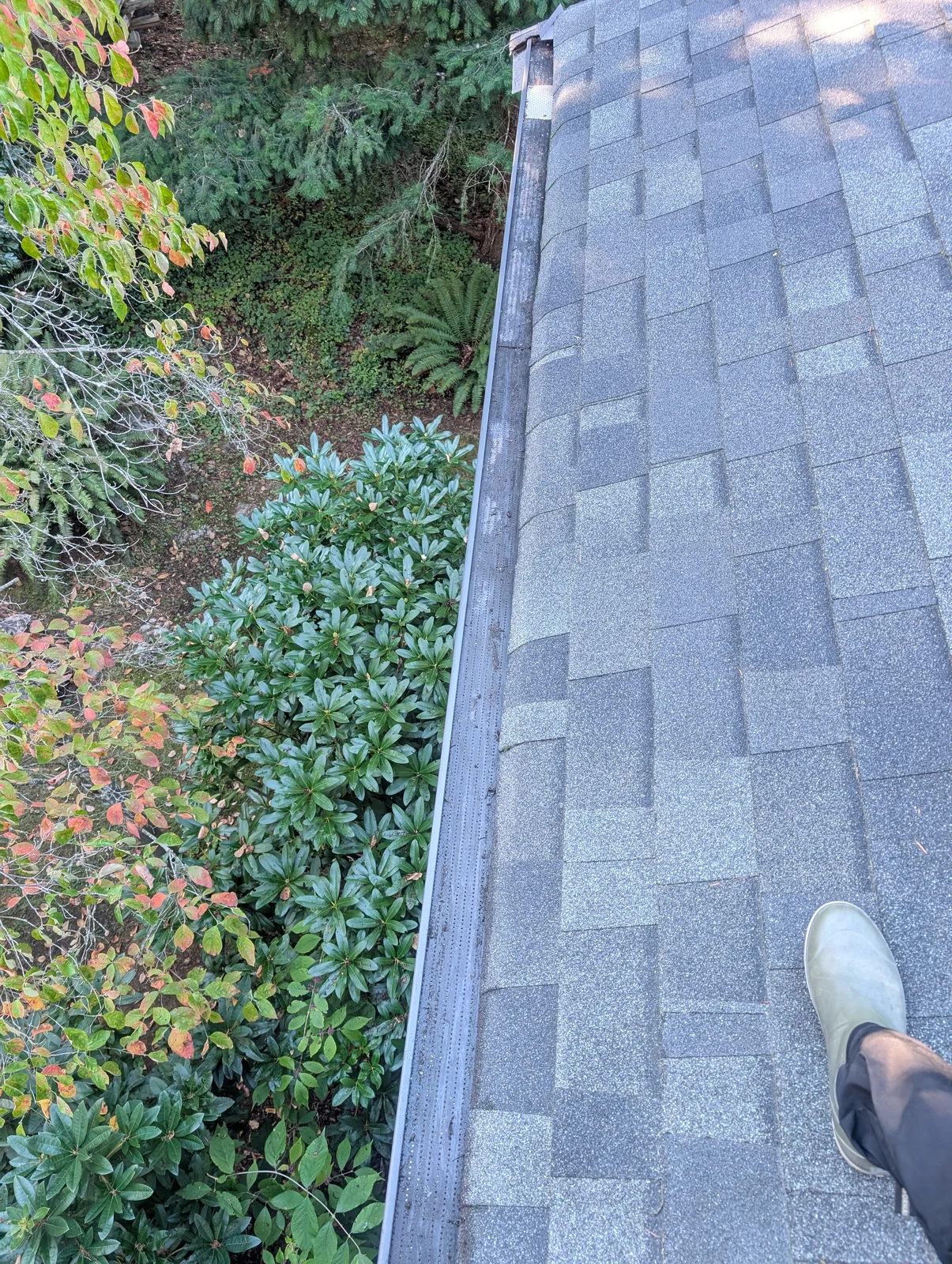 A fresh start for a needle-filled gutter — after cleaning