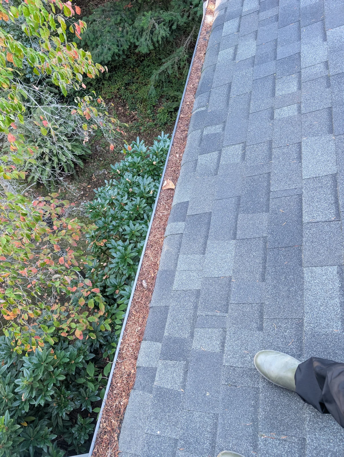 A fresh start for a needle-filled gutter — before cleaning
